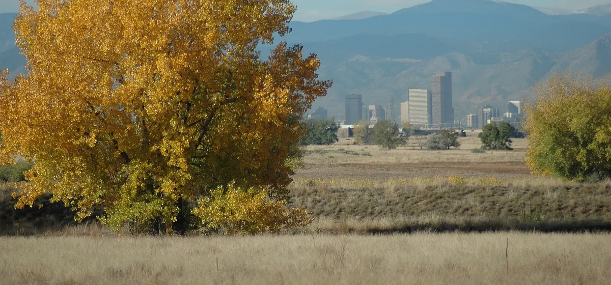 Downtown Denver's towers far across autumn prairie, with a golden cottonwood in front and the Front Range behind